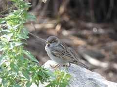 Passer domesticus