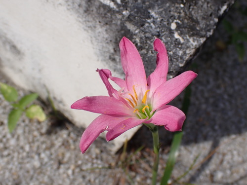 Zephyranthes carinata