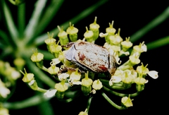 Hoplia argentea