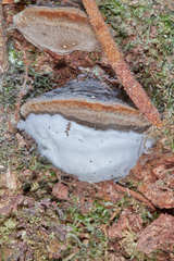 Phellinus roseocinereus