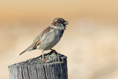 Passer domesticus