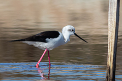 Himantopus himantopus