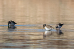 Calidris alpina