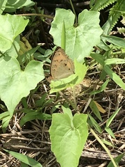 Junonia almana javana
