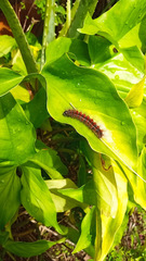 Paracles phaeocera