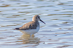 Calidris ferruginea