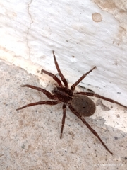 Centroctenus brevipes