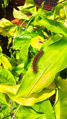 Paracles phaeocera