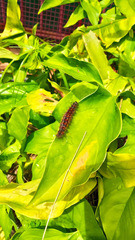 Paracles phaeocera