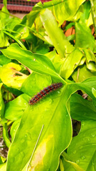 Paracles phaeocera