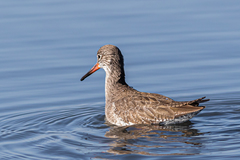 Tringa totanus