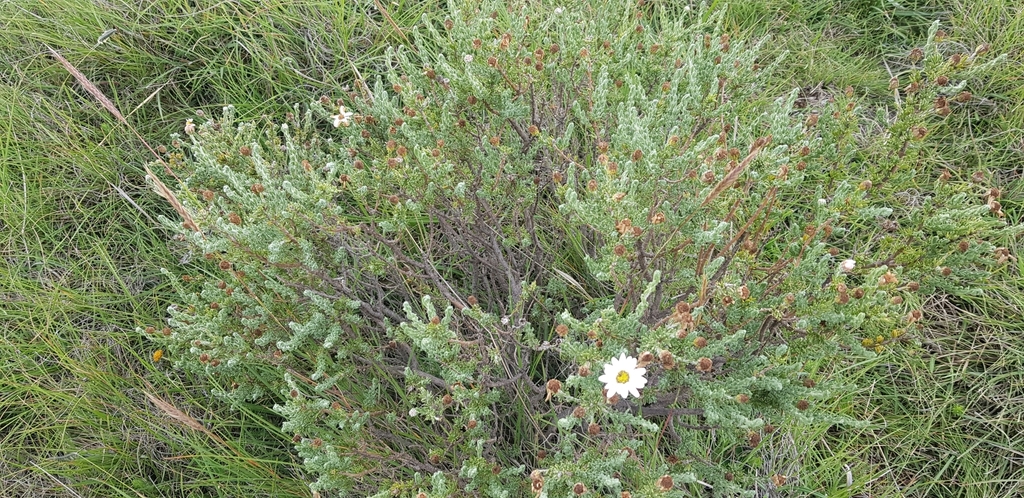 Eumorphia sericea; photograph (c) Suvarna Parbhoo Mohan, some rights reserved (CC BY-SA)