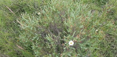 Eumorphia sericea