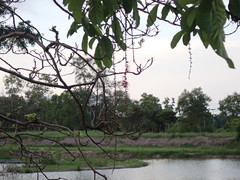 Barringtonia acutangula