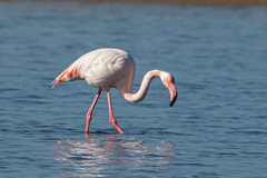 Phoenicopterus roseus