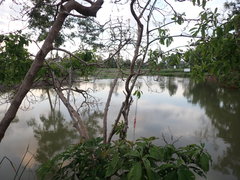 Barringtonia acutangula