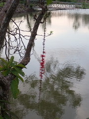 Barringtonia acutangula