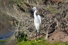 Egretta garzetta