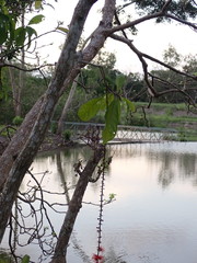 Barringtonia acutangula
