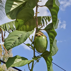 Passiflora alata image