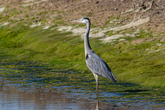 Ardea cinerea