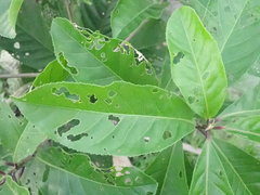 Barringtonia acutangula