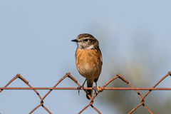 Saxicola rubicola
