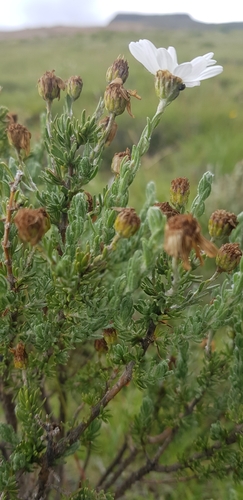 Eumorphia sericea, photograph 2