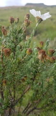 Eumorphia sericea