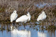 Platalea leucorodia