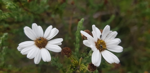 Eumorphia sericea, photograph 3