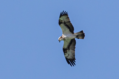 Pandion haliaetus