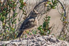 Galerida cristata