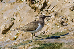 Actitis hypoleucos