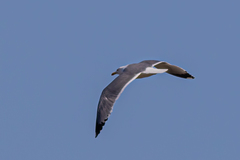Larus michahellis