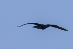 Phalacrocorax carbo