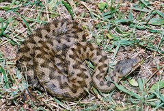 Vipera aspis zinnikeri