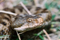 Vipera aspis zinnikeri