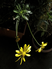 Euryops chrysanthemoides image