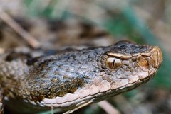 Vipera aspis zinnikeri