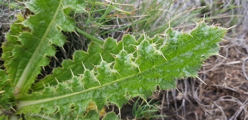 Image of Berkheya purpurea by (c) Suvarna Parbhoo Mohan, some rights reserved (CC BY-SA)