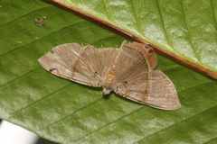 Phrygionis paradoxata