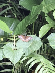 Tanaecia iapis puseda
