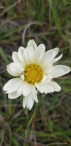 Image of Roessleria armerioides by (c) Suvarna Parbhoo Mohan, some rights reserved (CC BY-SA)