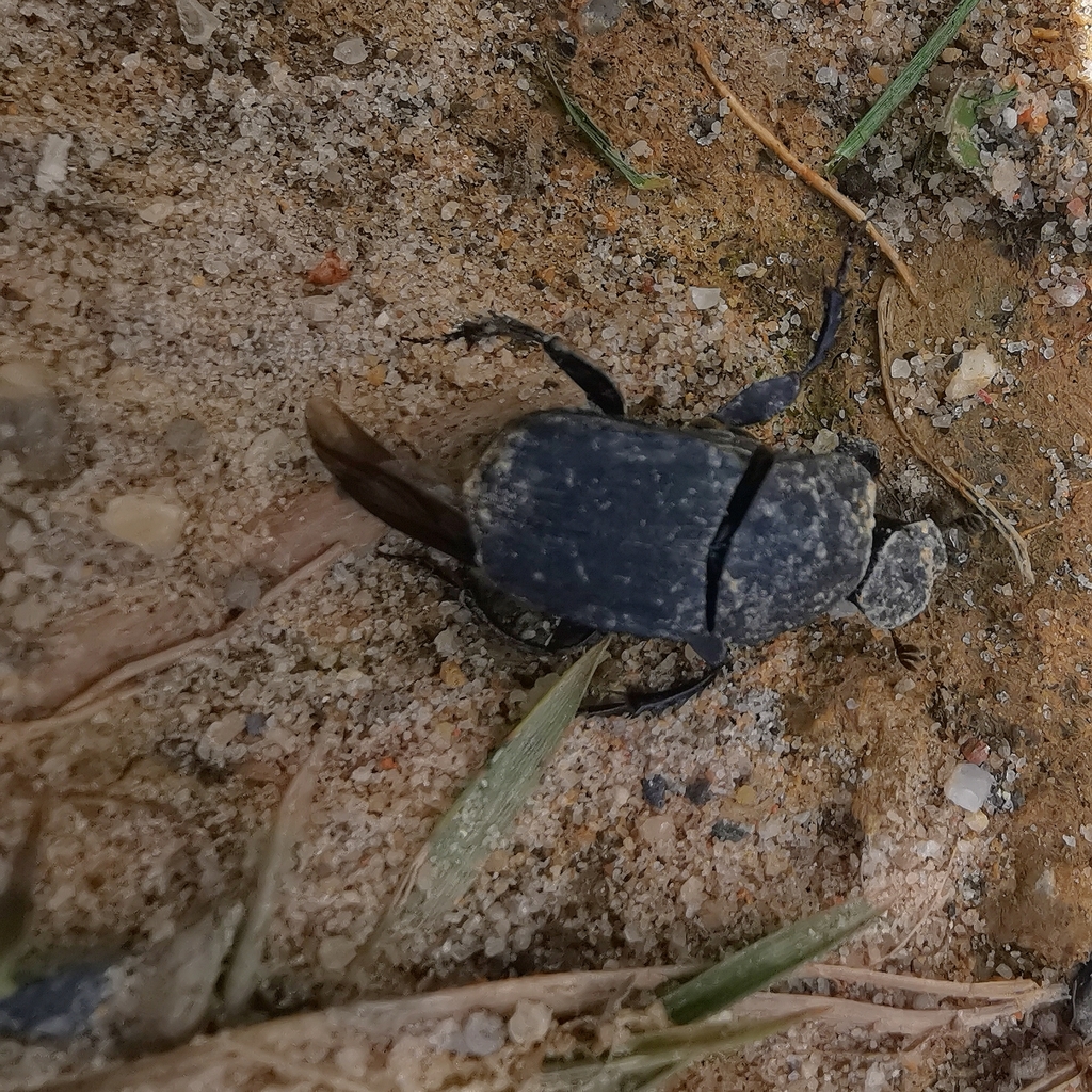 Eurysternus marmoreus
