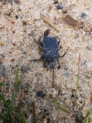 Eurysternus marmoreus