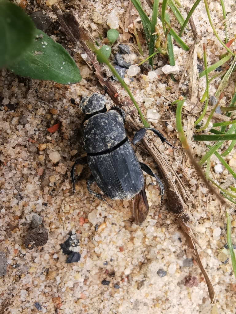 Eurysternus
