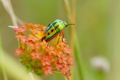 Calidea distinguenda