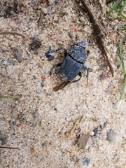 Eurysternus marmoreus