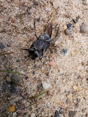 Eurysternus marmoreus